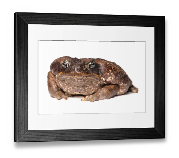 Framed Print : Cane Toad (Rhinella marinus) adult
