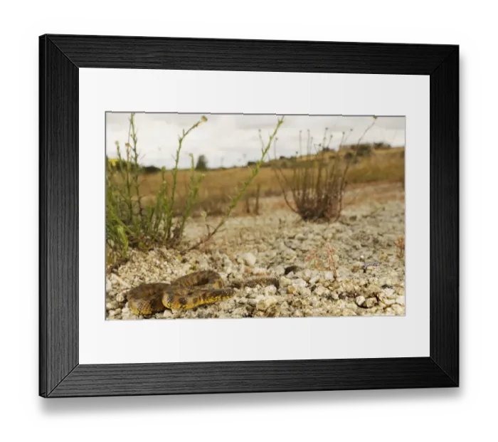Framed Print : Viperine Snake (Natrix maura) adult, resting on stones in habitat, Spain, june Framed Print : Viperine Snake (Natrix maura) adult, resting on stones in habitat, Spain, june