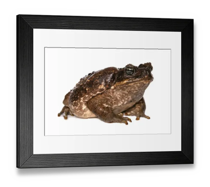 Framed Print : Cane Toad (Rhinella marinus) adult Framed Print : Cane Toad (Rhinella marinus) adult