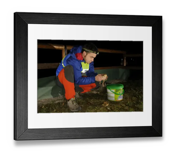 Framed Print : Common Toad (Bufo bufo) adults, being rescued by volunteer before attempting to cross road at night