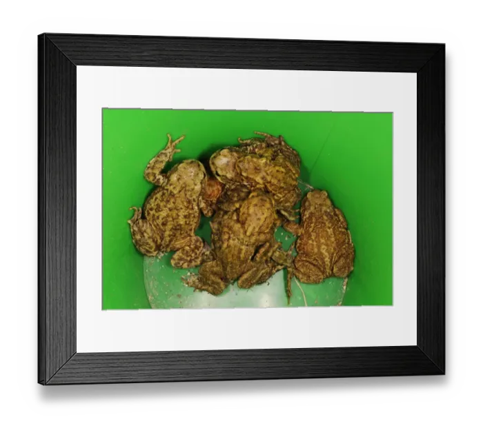 Framed Print : Common Toad (Bufo bufo) adults, in plastic bucket, rescued by volunteer before attempting to cross road at night Framed Print : Common Toad (Bufo bufo) adults, in plastic bucket, rescued by volunteer before attempting to cross road at night