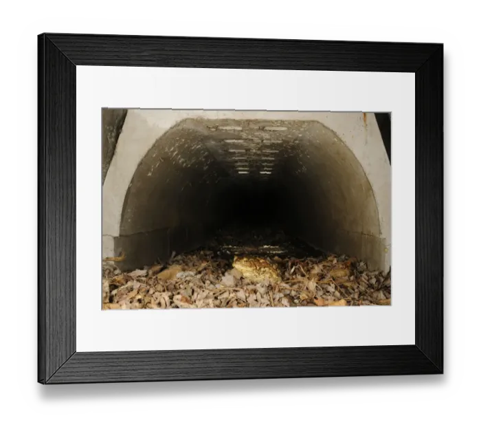 Framed Print : Common Toad (Bufo bufo) adult, crossing road in underground tunnel acting as wildlife corridor used during migration to