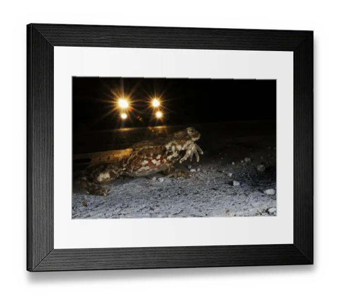 Framed Print : Common Toad (Bufo bufo) adult, crossing road with approaching vehicle at night, attempting to reach breeding site