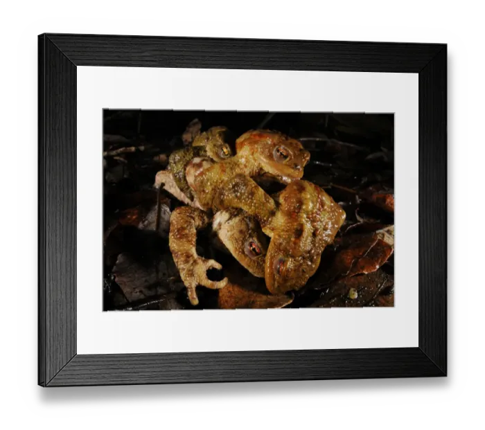 Framed Print : Common Toad (Bufo bufo) adult female with three males, in amplexus mating ball during breeding season, Italy, march Framed Print : Common Toad (Bufo bufo) adult female with three males, in amplexus mating ball during breeding season, Italy, march