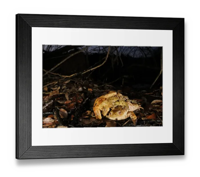 Framed Print : Common Toad (Bufo bufo) adult female, attempting to escape from two males, in amplexus during breeding season, Italy Framed Print : Common Toad (Bufo bufo) adult female, attempting to escape from two males, in amplexus during breeding season, Italy
