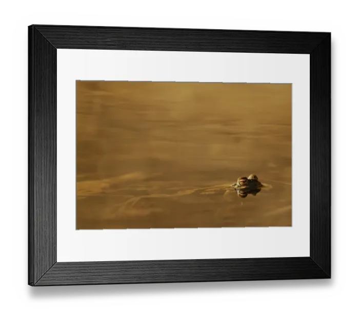 Framed Print : Common Toad (Bufo bufo) adult, at surface of water, Italy, march Framed Print : Common Toad (Bufo bufo) adult, at surface of water, Italy, march