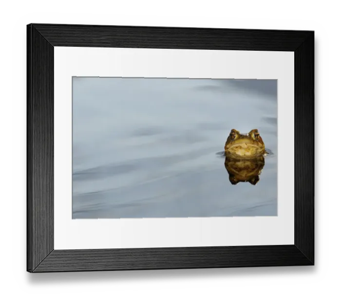 Framed Print : Common Toad (Bufo bufo) adult, head emerging from water, Italy, march