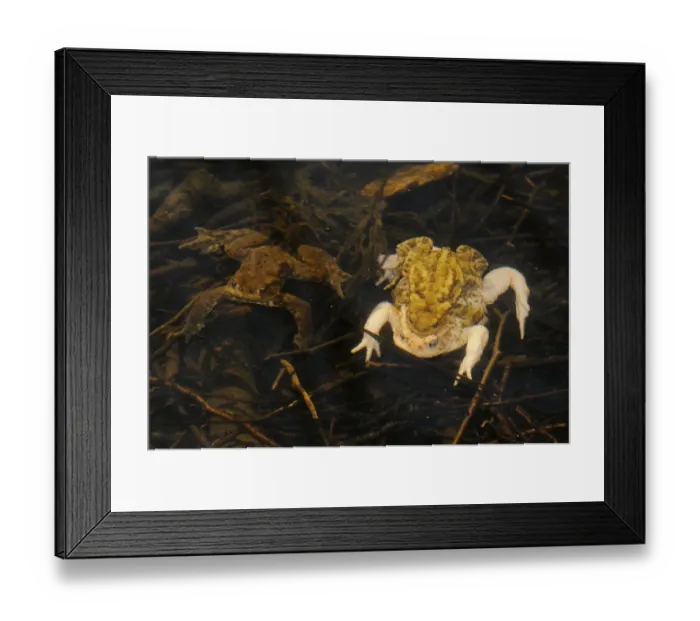 Framed Print : Common Toad (Bufo bufo) three colour morphs, dark brown male, yellowish male and albinistic female
