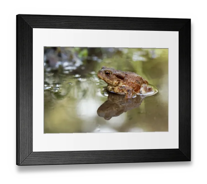 Framed Print : Common Toad (Bufo bufo) adult, sitting in shallow water, Warwickshire, England, August Framed Print : Common Toad (Bufo bufo) adult, sitting in shallow water, Warwickshire, England, August