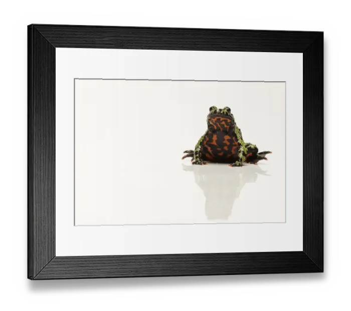 Framed Print : Oriental Fire-bellied Toad (Bombina orientalis) adult, sitting (captive) Framed Print : Oriental Fire-bellied Toad (Bombina orientalis) adult, sitting (captive)