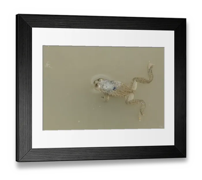 Framed Print : Yellow-bellied Toad (Bombina variegata) adult, at surface of water, Bieszczady N. P Framed Print : Yellow-bellied Toad (Bombina variegata) adult, at surface of water, Bieszczady N. P