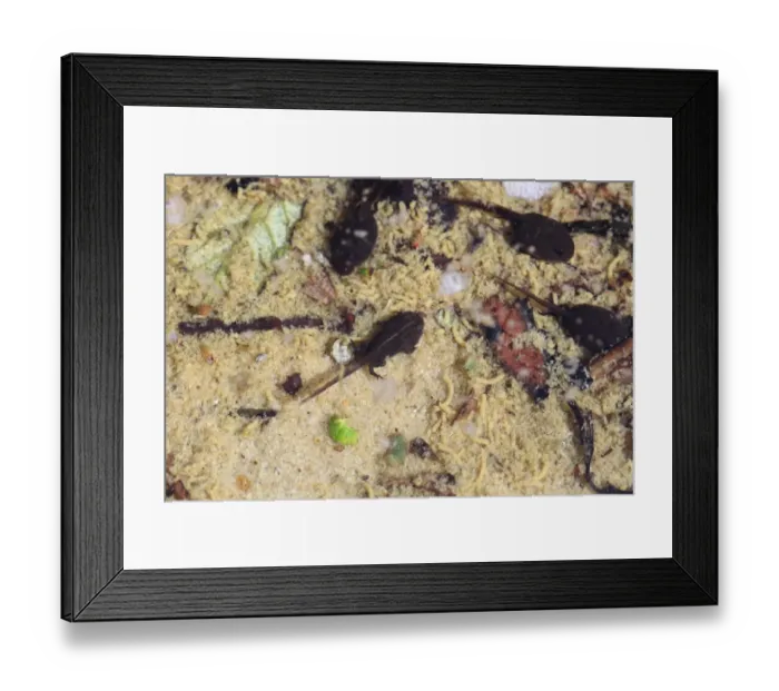 Framed Print : Natterjack Toad (Bufo calamita) tadpoles, in shallow breeding pool, Dorset, England, august