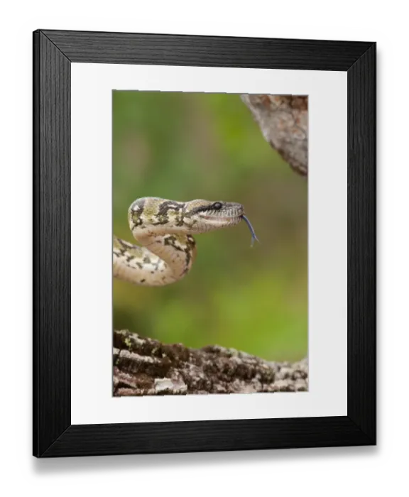 Framed Print : Madagascar Tree Boa (Sanzinia madagascariensis) adult, flicking forked tongue, Madagascar, September