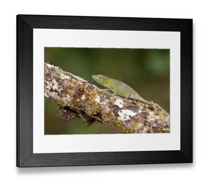 Framed Print : Short-nosed Chameleon (Calumma gastrotaenia) adult female, walking along branch, Ranomafana N. P. Madagascar, September Framed Print : Short-nosed Chameleon (Calumma gastrotaenia) adult female, walking along branch, Ranomafana N. P. Madagascar, September