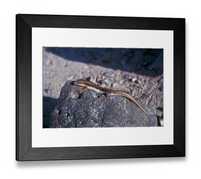 Framed Print : Gold Skink (Eumeces schneideri princeps) Jordan Framed Print : Gold Skink (Eumeces schneideri princeps) Jordan