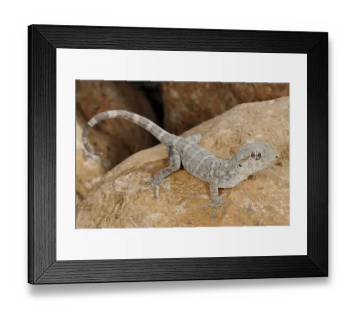 Framed Print : Socotra Giant Gecko (Haemodracon riebeckii) adult, resting on rock, Socotra, Yemen, march Framed Print : Socotra Giant Gecko (Haemodracon riebeckii) adult, resting on rock, Socotra, Yemen, march