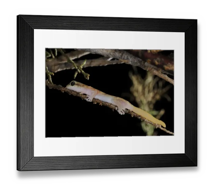 Framed Print : Socotran Gecko (Haemodracon trachyrhinus) adult, hunting on branch at night, Socotra, Yemen, march Framed Print : Socotran Gecko (Haemodracon trachyrhinus) adult, hunting on branch at night, Socotra, Yemen, march