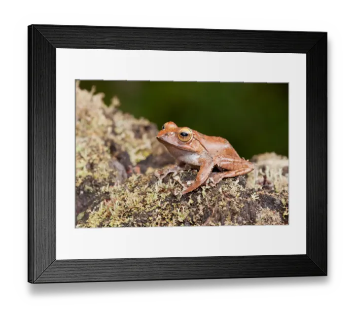 Framed Print : Madagascar Bright-eyed Frog (Boophis madagascariensis) adult, Ranomafana N. P. Madagascar, October Framed Print : Madagascar Bright-eyed Frog (Boophis madagascariensis) adult, Ranomafana N. P. Madagascar, October
