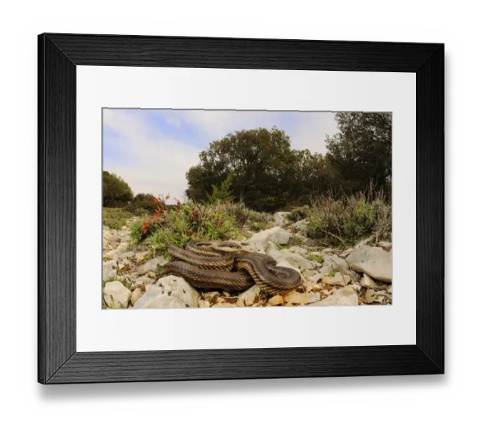 Framed Print : Four-lined Snake (Elaphe quatuorlineata) adult, on rocks in habitat, Croatia, april