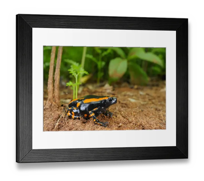 Framed Print : Banded Rubber Frog (Phrynomantis bifasciatus) adult, sitting on ground in coastal forest, Tanzania, january Framed Print : Banded Rubber Frog (Phrynomantis bifasciatus) adult, sitting on ground in coastal forest, Tanzania, january