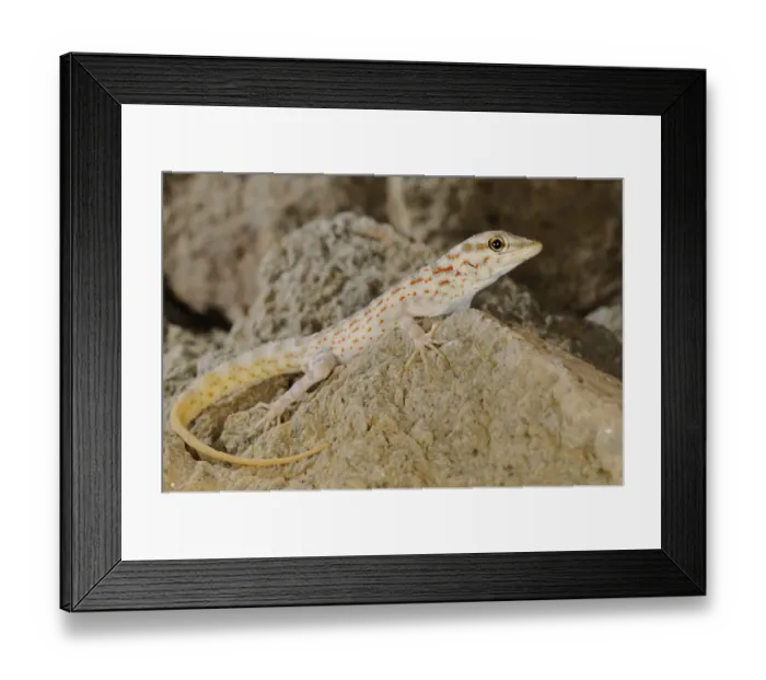 Framed Print : Abdel Kuri Rock Gecko (Pristurus abdelkuri) adult, resting on rock, Abd al Kuri Island, Socotra Archipelago, Yemen Framed Print : Abdel Kuri Rock Gecko (Pristurus abdelkuri) adult, resting on rock, Abd al Kuri Island, Socotra Archipelago, Yemen