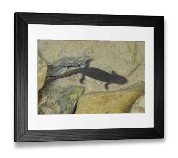 Framed Print : Pyrenean Brook Newt (Calotriton asper) adult, in mountain stream, Col du Pourtalet, Pyrenees, France, June Framed Print : Pyrenean Brook Newt (Calotriton asper) adult, in mountain stream, Col du Pourtalet, Pyrenees, France, June