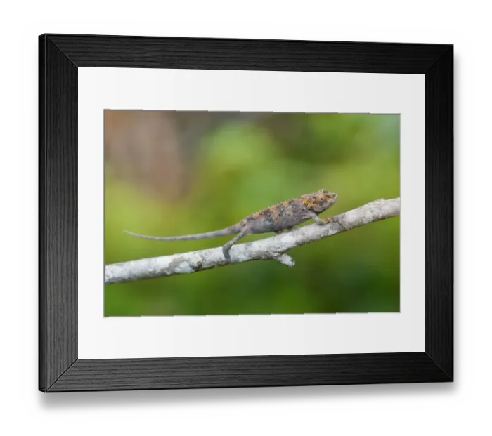 Framed Print : Cryptic Chameleon (Calumma crypticum) immature, climbing along branch, Ranomafana N. P. Madagascar, October
