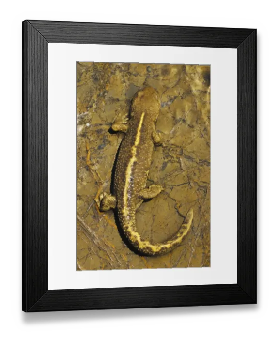 Framed Print : Pyrenean Brook Newt (Calotriton asper) adult, on rock in mountain stream, Col du Pourtalet, Pyrenees Framed Print : Pyrenean Brook Newt (Calotriton asper) adult, on rock in mountain stream, Col du Pourtalet, Pyrenees