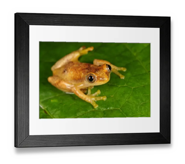 Framed Print : Liberian Banana Frog (Afrixalus laevis) adult, sitting on leaf, Kahuzi-Biega N. P Framed Print : Liberian Banana Frog (Afrixalus laevis) adult, sitting on leaf, Kahuzi-Biega N. P