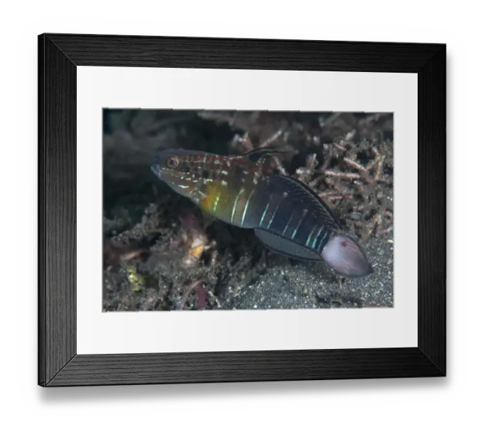 Framed Print : Banded Goby (Amblygobius phalaena) adult, Lembeh Straits, Sulawesi, Sunda Islands, Indonesia Framed Print : Banded Goby (Amblygobius phalaena) adult, Lembeh Straits, Sulawesi, Sunda Islands, Indonesia