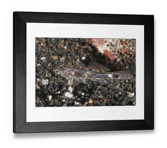Framed Print : Blotched Goby (Coryphopterus inframaculatus) adult female, resting on black sand, Lembeh Straits, Sulawesi Framed Print : Blotched Goby (Coryphopterus inframaculatus) adult female, resting on black sand, Lembeh Straits, Sulawesi