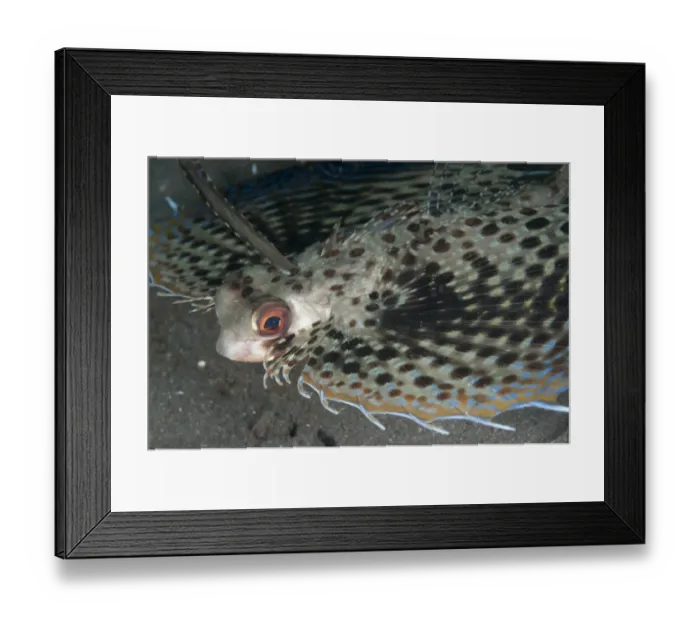 Framed Print : Oriental Flying Gurnard (Dactyloptena orientalis) adult, displaying pectoral fins in defensive posture, Lembeh Straits