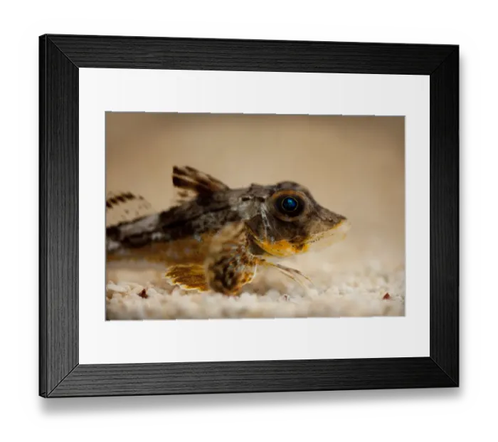 Framed Print : Tub Gurnard (Chelidonichthys lucerna) adult, on gravel, The Wash, Lincolnshire, England, March Framed Print : Tub Gurnard (Chelidonichthys lucerna) adult, on gravel, The Wash, Lincolnshire, England, March