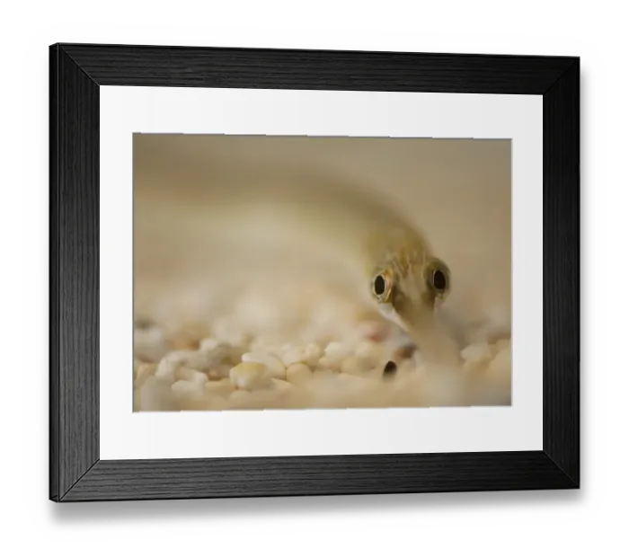 Framed Print : Greater Pipefish (Syngnathus acus) adult, resting on gravel, The Wash, Lincolnshire, England, March Framed Print : Greater Pipefish (Syngnathus acus) adult, resting on gravel, The Wash, Lincolnshire, England, March