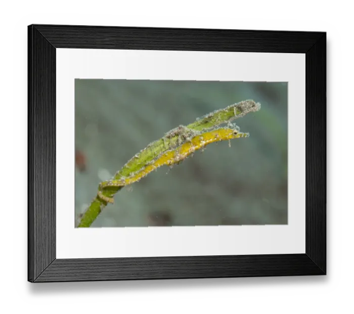 Framed Print : Pygmy Pipefish (Micrognahus pygmaeus) adult, clinging to seagrass, Lembeh Straits, Sulawesi, Sunda Islands, Indonesia Framed Print : Pygmy Pipefish (Micrognahus pygmaeus) adult, clinging to seagrass, Lembeh Straits, Sulawesi, Sunda Islands, Indonesia