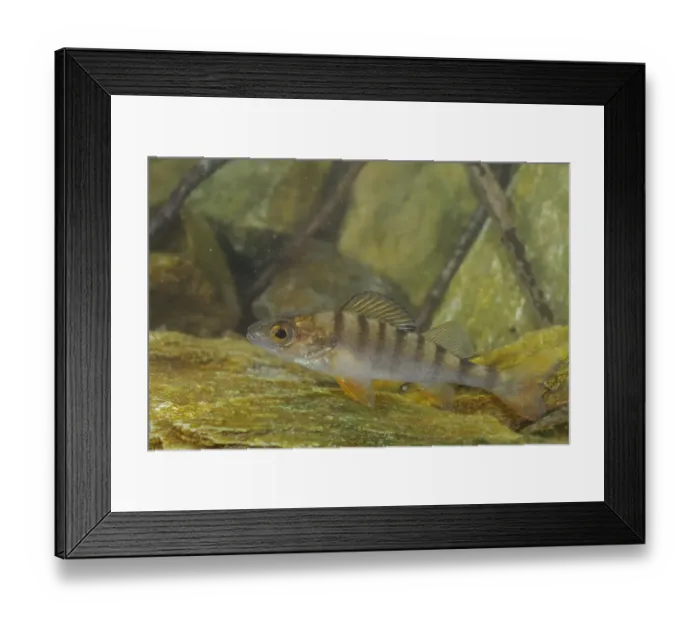 Framed Print : Perch (Perca fluviatilis) adult, swimming over rocks, Italy, april Framed Print : Perch (Perca fluviatilis) adult, swimming over rocks, Italy, april