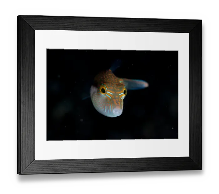 Framed Print : Whitebelly Toby (Canthigaster bennetti) adult, swimming, Lembeh Straits, Sulawesi, Sunda Islands, Indonesia Framed Print : Whitebelly Toby (Canthigaster bennetti) adult, swimming, Lembeh Straits, Sulawesi, Sunda Islands, Indonesia