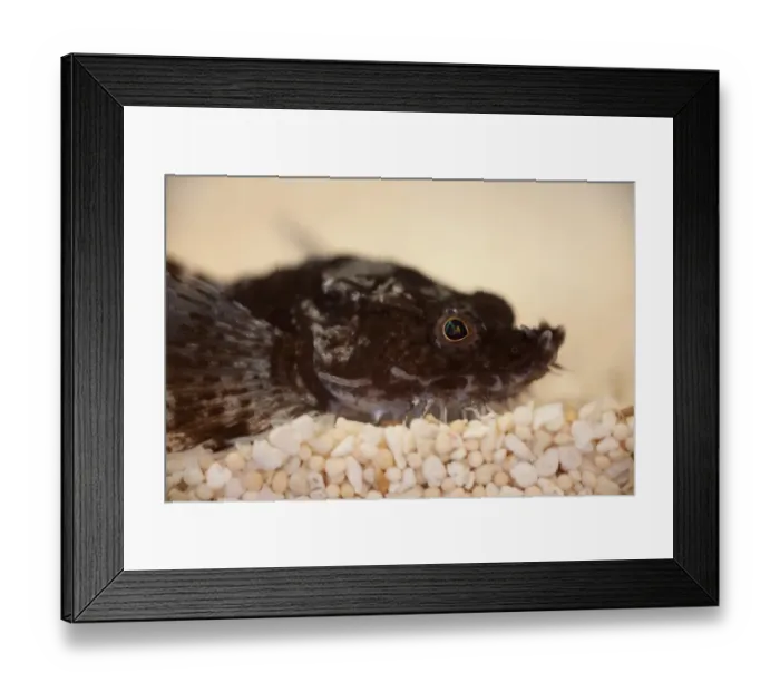 Framed Print : Pogge (Agonus cataphractus) adult, close-up of head, resting on gravel, The Wash, Lincolnshire, England, March Framed Print : Pogge (Agonus cataphractus) adult, close-up of head, resting on gravel, The Wash, Lincolnshire, England, March