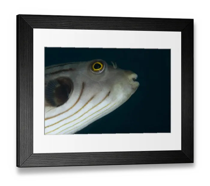 Framed Print : Narrow-lined Puffer (Arothron manilensis) adult, close-up of head, Lembeh Straits, Sulawesi, Sunda Islands, Indonesia Framed Print : Narrow-lined Puffer (Arothron manilensis) adult, close-up of head, Lembeh Straits, Sulawesi, Sunda Islands, Indonesia