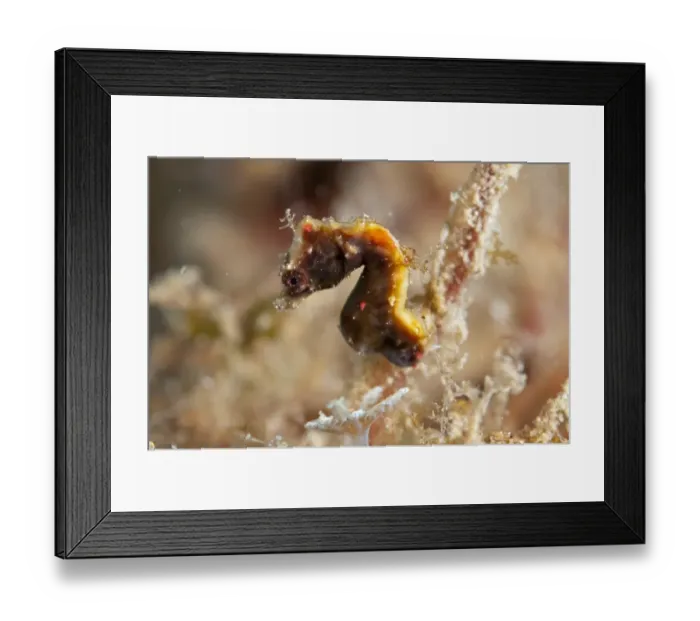 Framed Print : Weedy Pygmy Seahorse (Hippocampus pontohi) adult, Lembeh Straits, Sulawesi, Sunda Islands, Indonesia Framed Print : Weedy Pygmy Seahorse (Hippocampus pontohi) adult, Lembeh Straits, Sulawesi, Sunda Islands, Indonesia