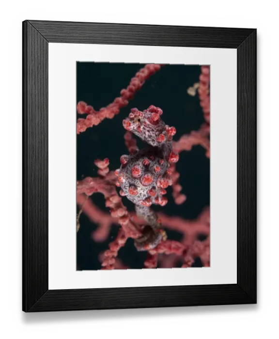 Framed Print : Pygmy Seahorse (Hippocampus bargibanti) adult, clinging to seafan, Lembeh Straits, Sulawesi, Sunda Islands, Indonesia Framed Print : Pygmy Seahorse (Hippocampus bargibanti) adult, clinging to seafan, Lembeh Straits, Sulawesi, Sunda Islands, Indonesia