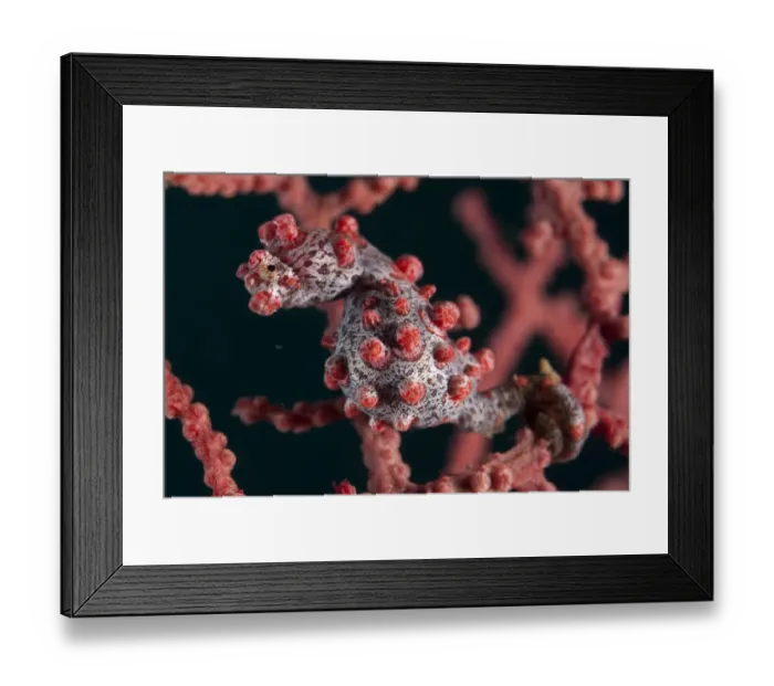 Framed Print : Pygmy Seahorse (Hippocampus bargibanti) adult, clinging to seafan, Lembeh Straits, Sulawesi, Sunda Islands, Indonesia Framed Print : Pygmy Seahorse (Hippocampus bargibanti) adult, clinging to seafan, Lembeh Straits, Sulawesi, Sunda Islands, Indonesia