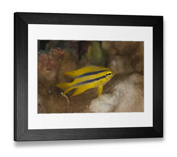 Framed Print : Yellowtail Damsel (Neoglyphidodon nigroris) juvenile, Lembeh Straits, Sulawesi, Sunda Islands, Indonesia