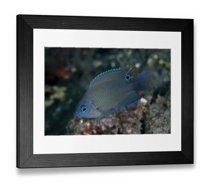 Framed Print : Brackish Damsel (Pomacentrus taeniometopon) adult, Lembeh Straits, Sulawesi, Sunda Islands, Indonesia Framed Print : Brackish Damsel (Pomacentrus taeniometopon) adult, Lembeh Straits, Sulawesi, Sunda Islands, Indonesia