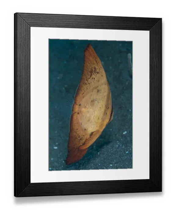 Framed Print : Golden Spadefish (Platax boersii) juvenile, swimming over black sand, Lembeh Straits, Sulawesi, Sunda Islands