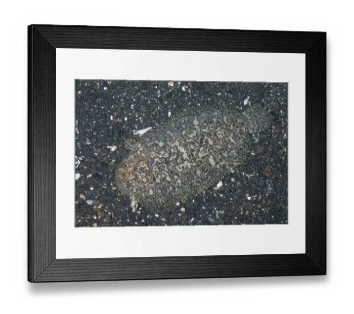 Framed Print : Kai Sole (Aseraggodes kaianus) adult, resting on black sand, Lembeh Straits, Sulawesi, Sunda Islands, Indonesia Framed Print : Kai Sole (Aseraggodes kaianus) adult, resting on black sand, Lembeh Straits, Sulawesi, Sunda Islands, Indonesia