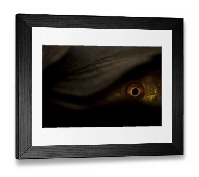 Framed Print : Tench (Tinca tinca) adult, hiding amongst leaf litter at bottom of pond, Yorkshire, England, March Framed Print : Tench (Tinca tinca) adult, hiding amongst leaf litter at bottom of pond, Yorkshire, England, March