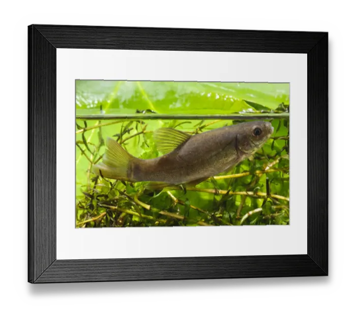 Framed Print : Tench (Tinca tinca) immature, swimming through pondweed, Priory Water Nature Reserve, Leicestershire, England Framed Print : Tench (Tinca tinca) immature, swimming through pondweed, Priory Water Nature Reserve, Leicestershire, England