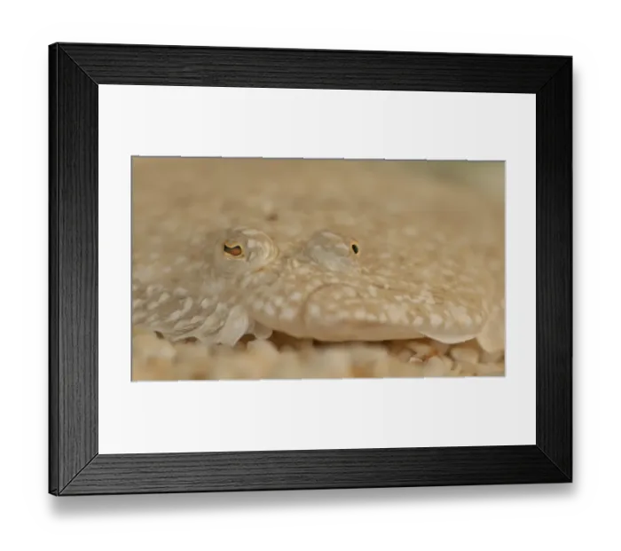Framed Print : Turbot (Scophthalmus maximus) adult, close-up of head, camouflaged on gravel, The Wash, Lincolnshire, England, March Framed Print : Turbot (Scophthalmus maximus) adult, close-up of head, camouflaged on gravel, The Wash, Lincolnshire, England, March