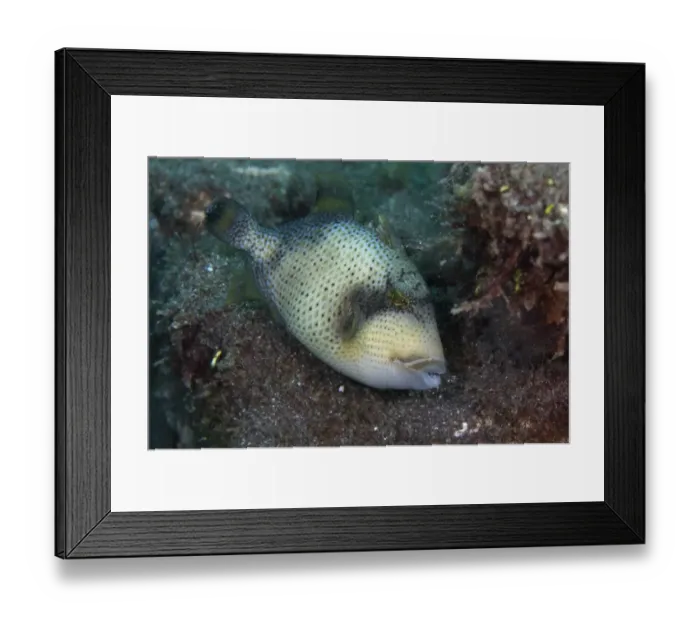 Framed Print : Yellowmargin Triggerfish (Pseudobalistes flavimarginatus) adult, Lembeh Straits, Sulawesi, Sunda Islands, Indonesia Framed Print : Yellowmargin Triggerfish (Pseudobalistes flavimarginatus) adult, Lembeh Straits, Sulawesi, Sunda Islands, Indonesia
